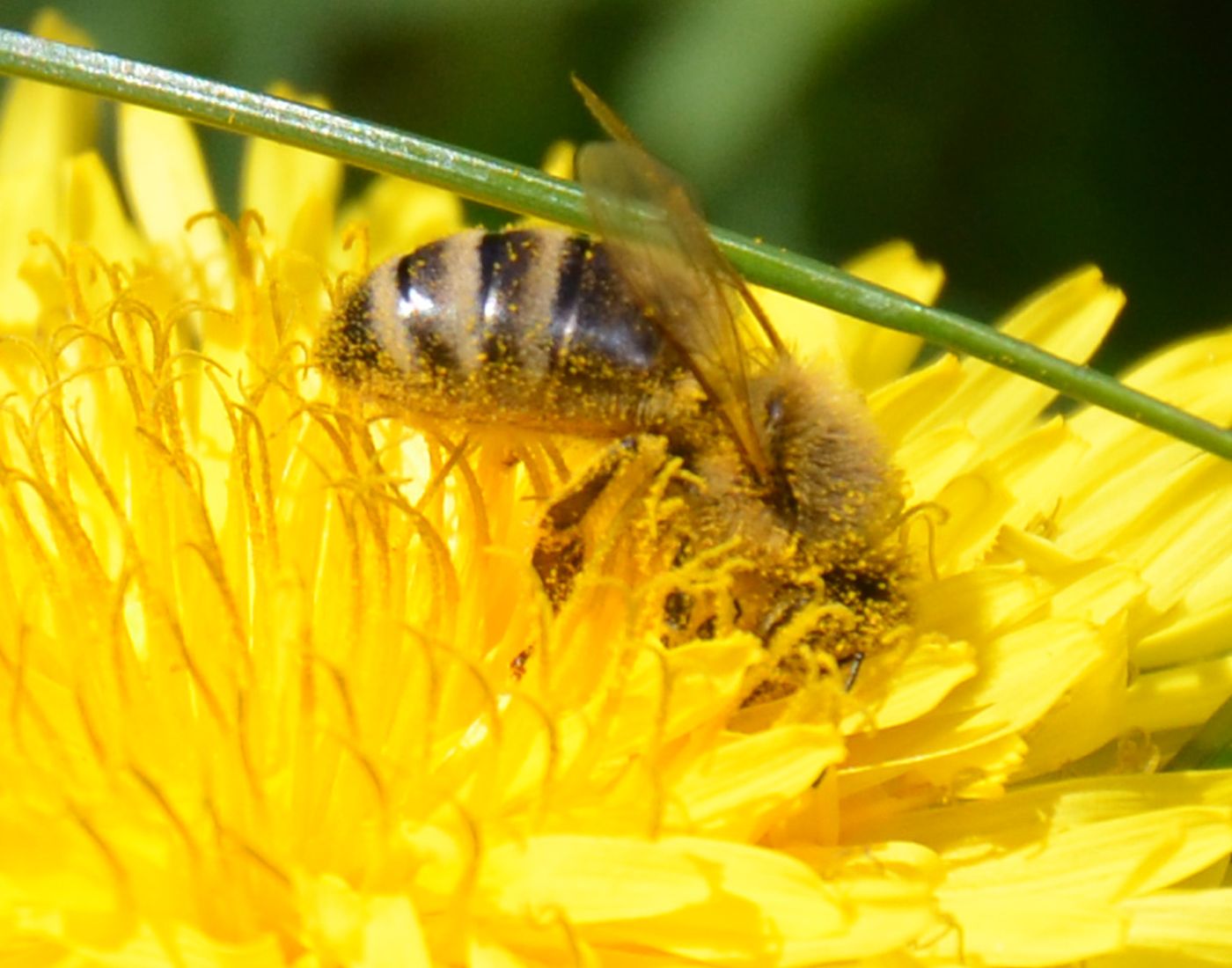 Ein Bienchen auf Pollenjagd